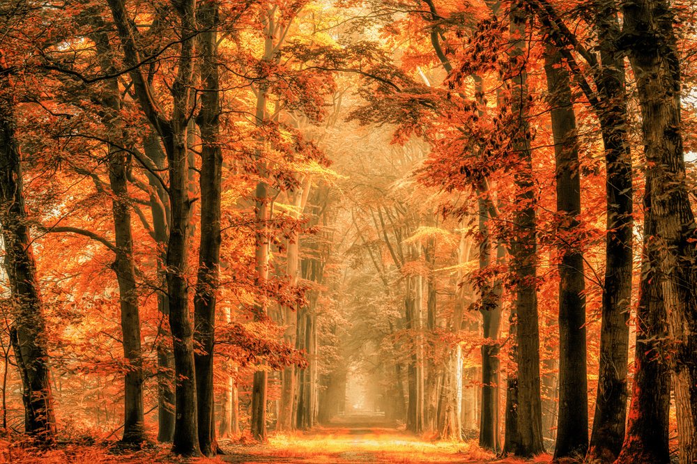 Aranyszínű őszi erdei ösvény alkotó: Lars van de Goor †