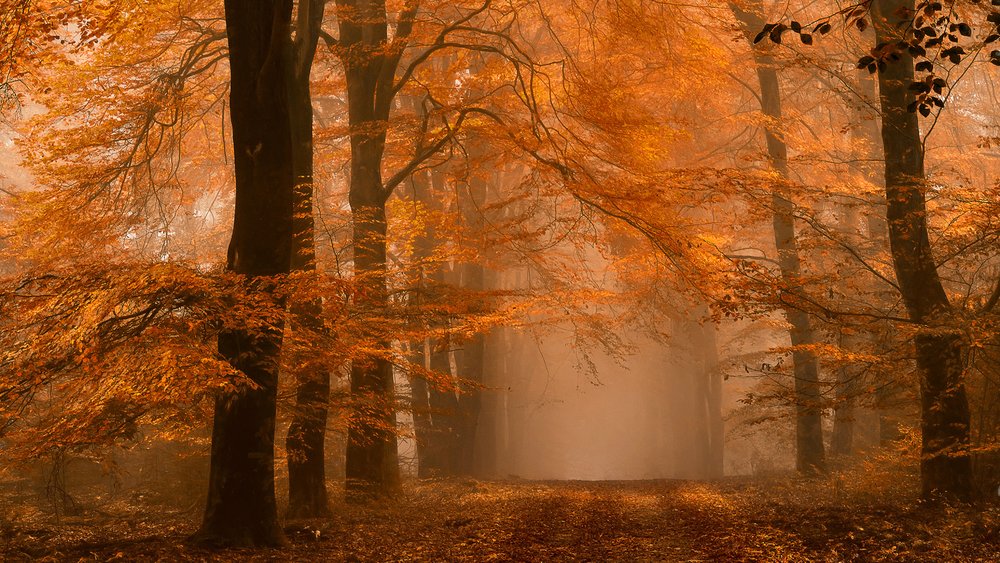 Ködös őszi erdei ösvény alkotó: Lars van de Goor †