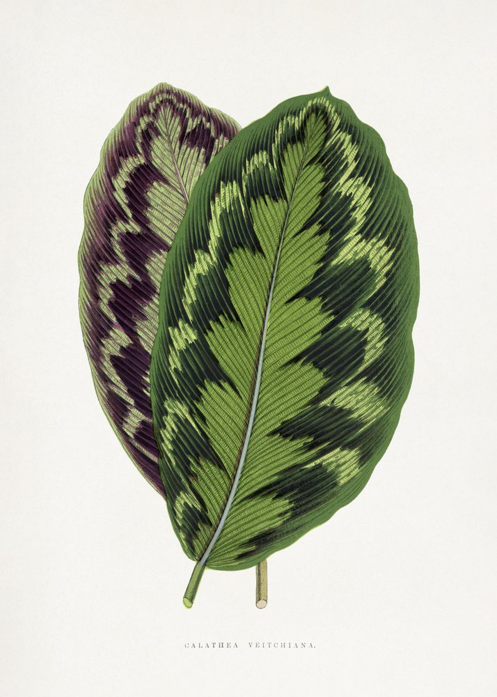  alkotó: Les Plantes a Feuillage Colore