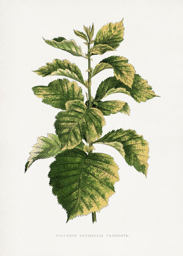  alkotó: Les Plantes a Feuillage Colore