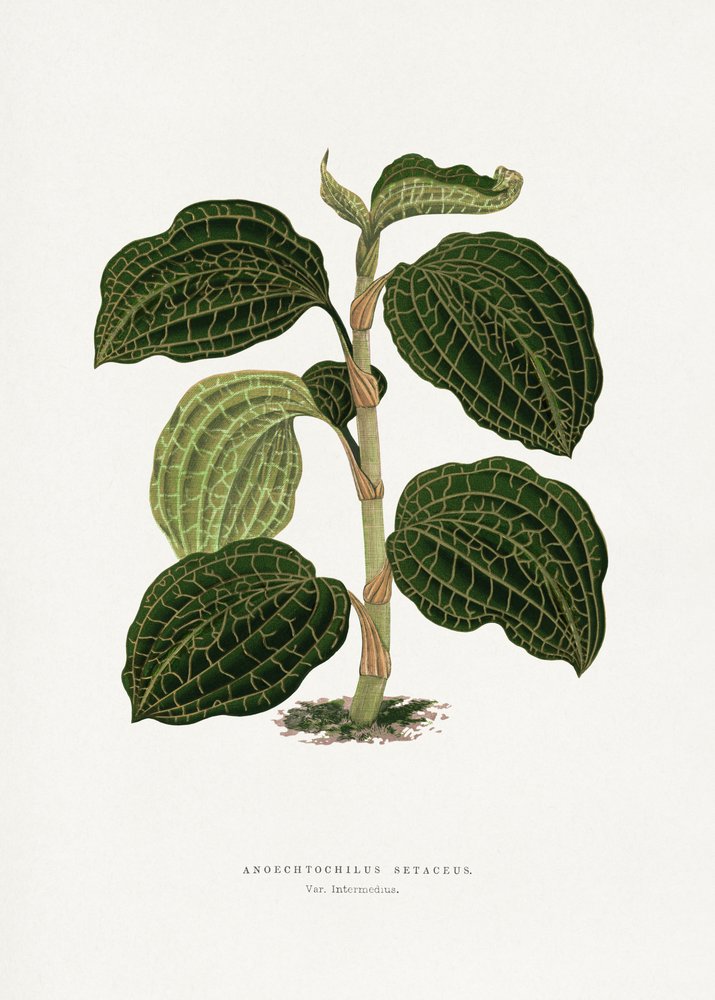  alkotó: Les Plantes a Feuillage Colore