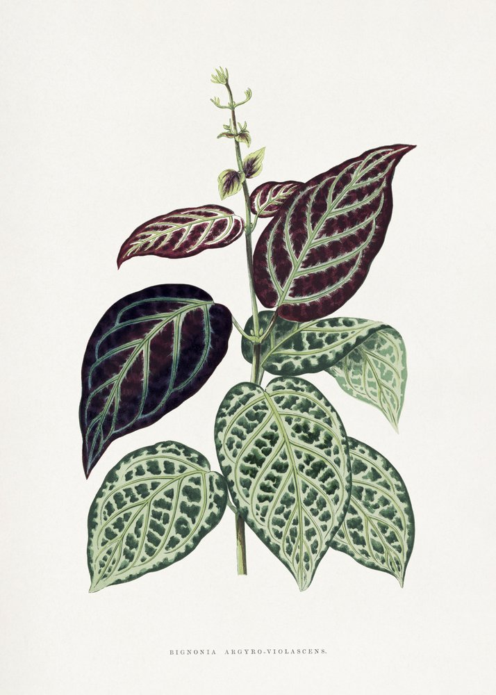  alkotó: Les Plantes a Feuillage Colore