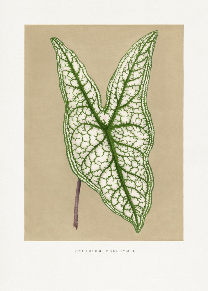  alkotó: Les Plantes a Feuillage Colore
