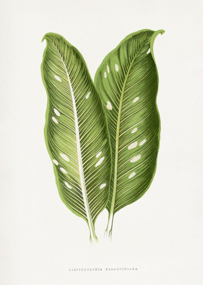  alkotó: Les Plantes a Feuillage Colore