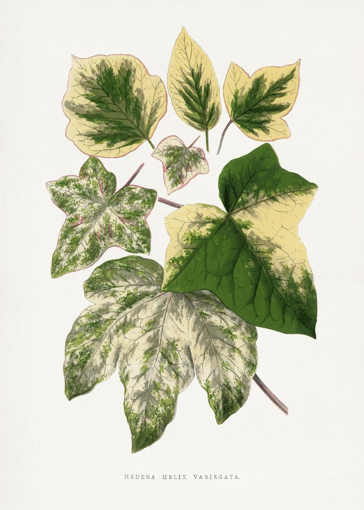  alkotó: Les Plantes a Feuillage Colore