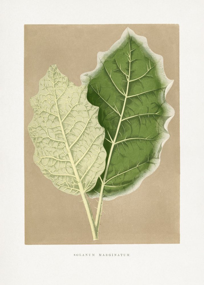  alkotó: Les Plantes a Feuillage Colore