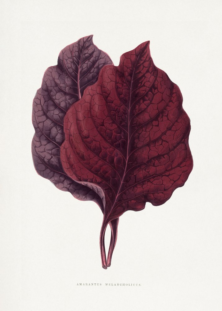  alkotó: Les Plantes a Feuillage Colore