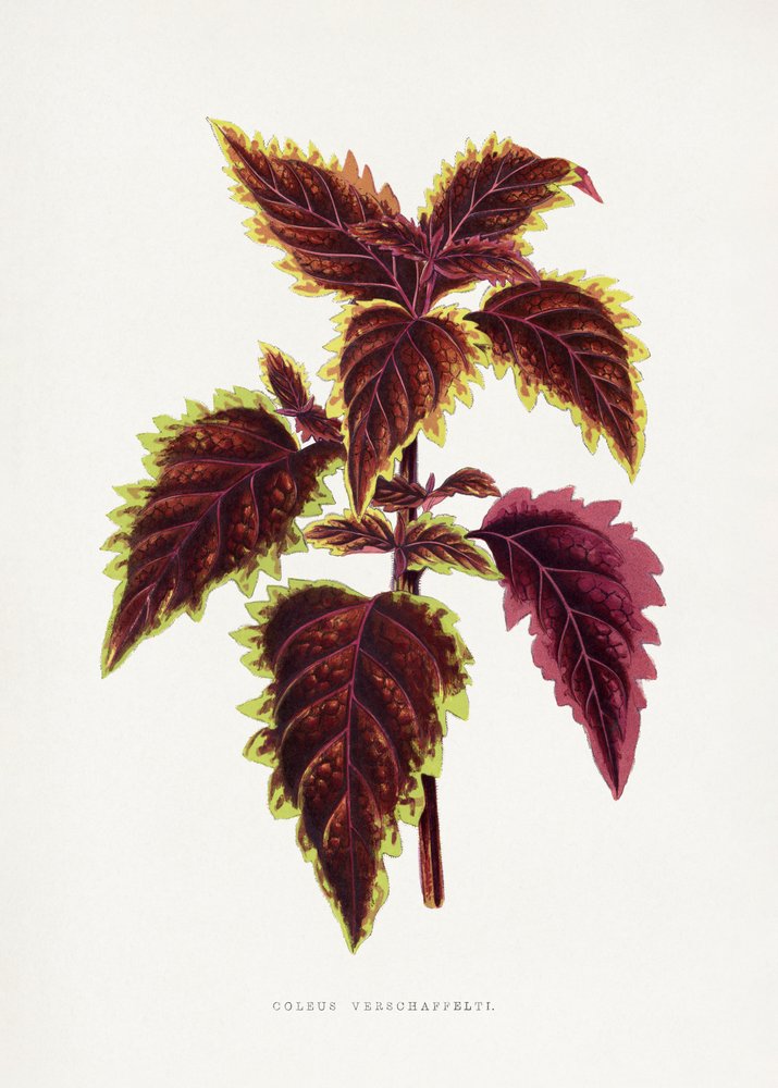  alkotó: Les Plantes a Feuillage Colore
