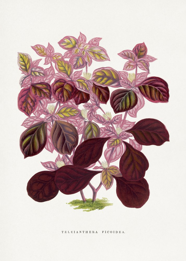  alkotó: Les Plantes a Feuillage Colore