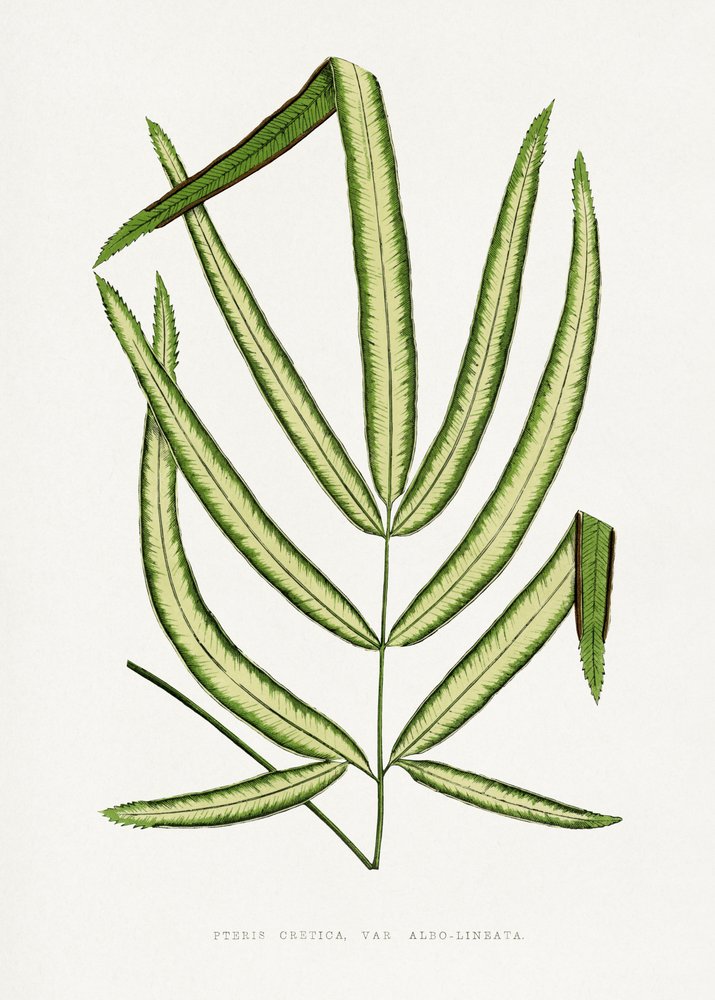  alkotó: Les Plantes a Feuillage Colore