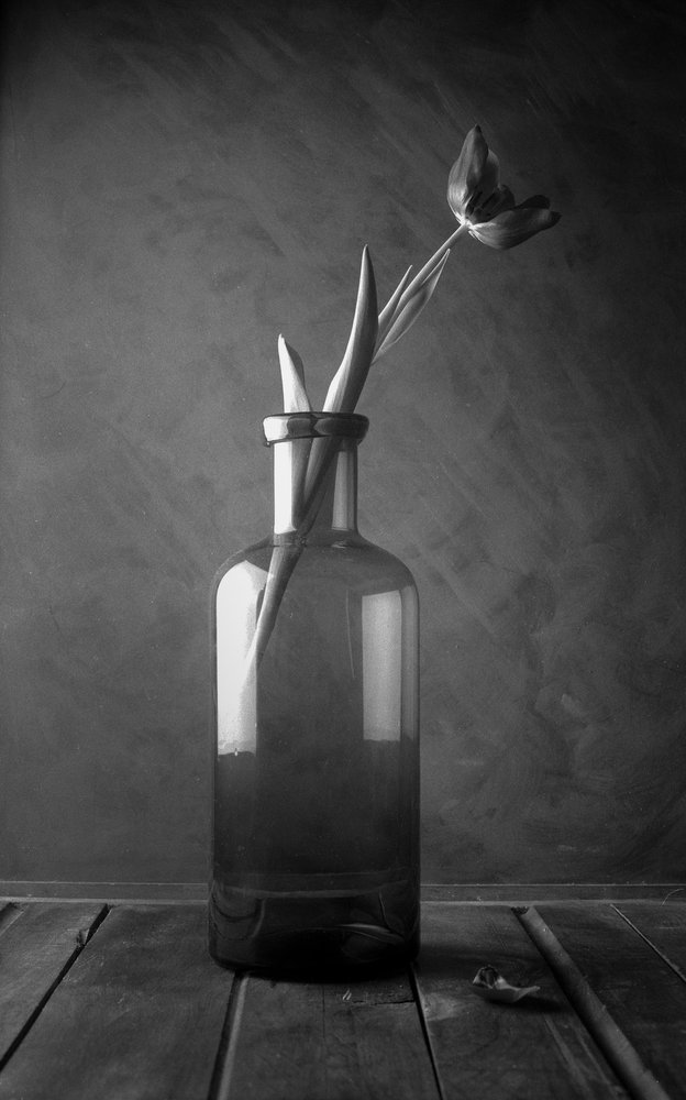 Egyszínű tulipánvirág alkotó: Luiz Laercio