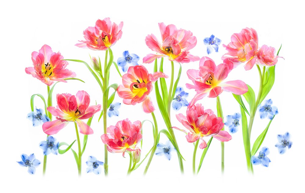 Finom rózsaszín tulipánok alkotó: Lydia Jacobs