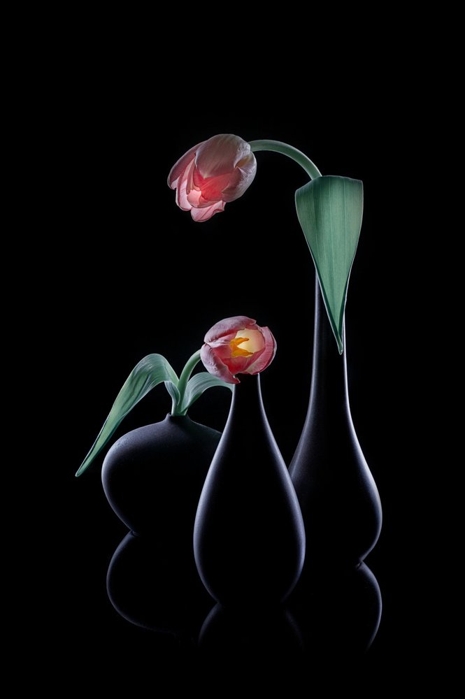 Elegáns, ragyogó tulipánok alkotó: Lydia Jacobs