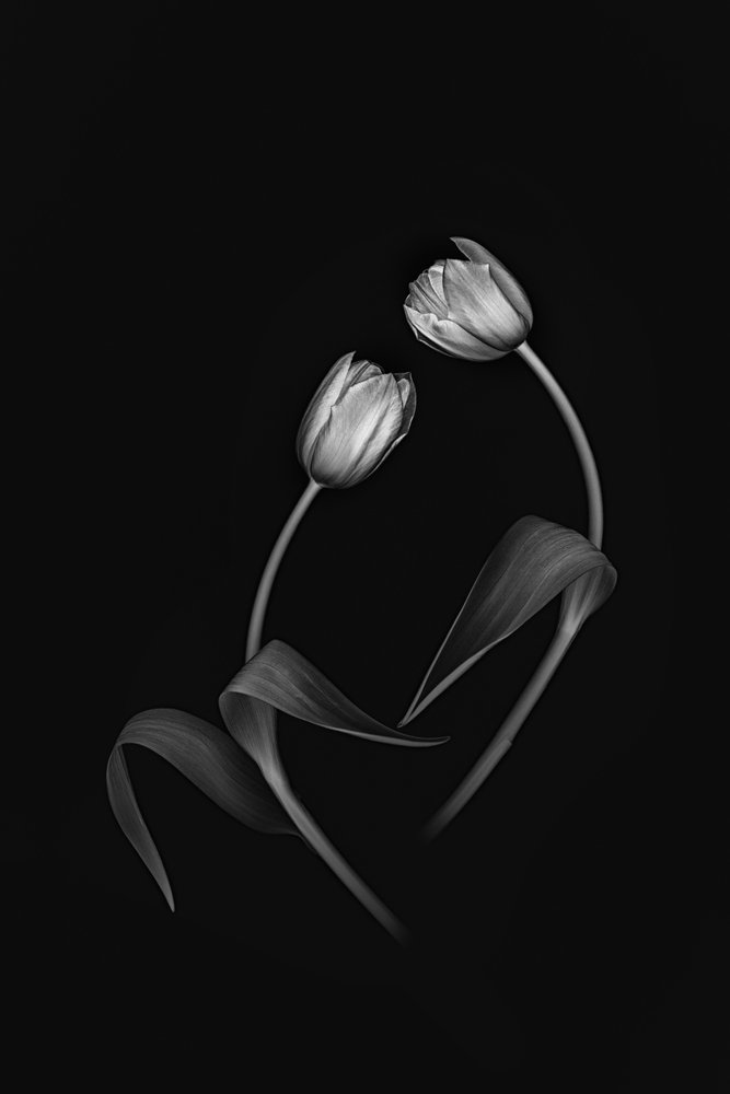 Elegáns Tulip Duo alkotó: Lydia Jacobs