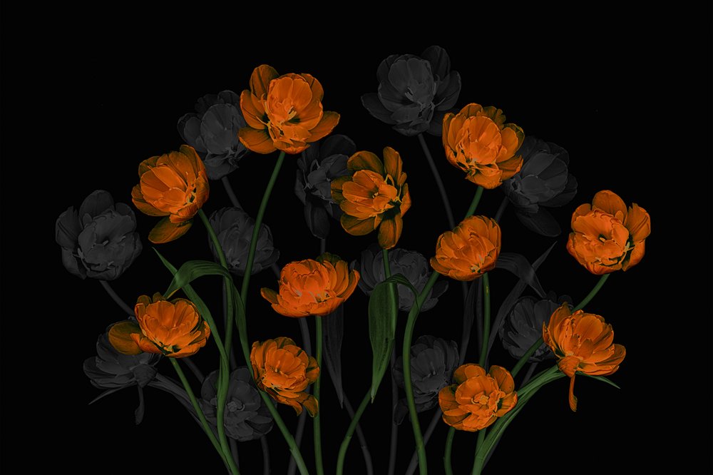 Ragyogó narancssárga tulipánok alkotó: Lydia Jacobs