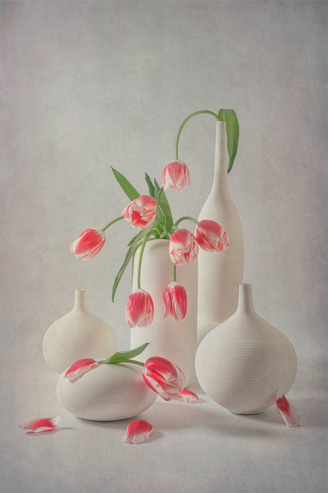 Halványrózsaszín tulipánok alkotó: Lydia Jacobs