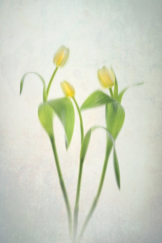 Halványsárga tulipánok alkotó: Lydia Jacobs