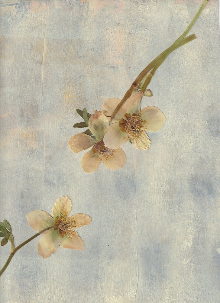 Pale Blue Botanicals alkotó: Maira Ribena