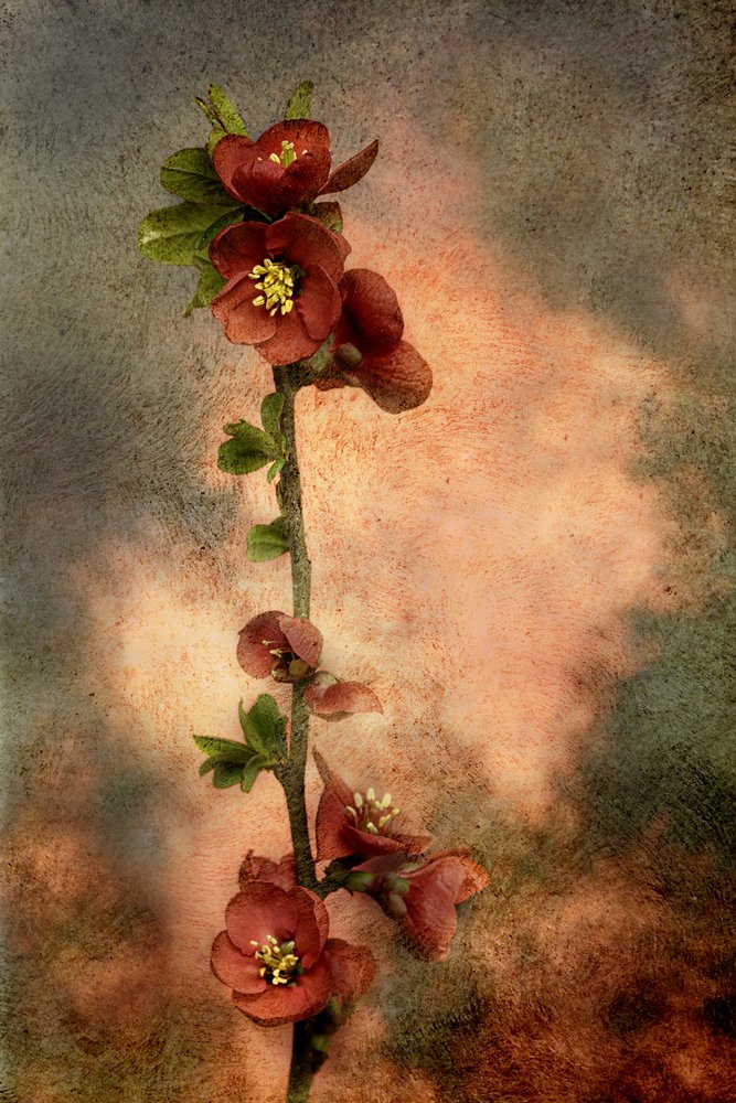  alkotó: Marie-anne Stas