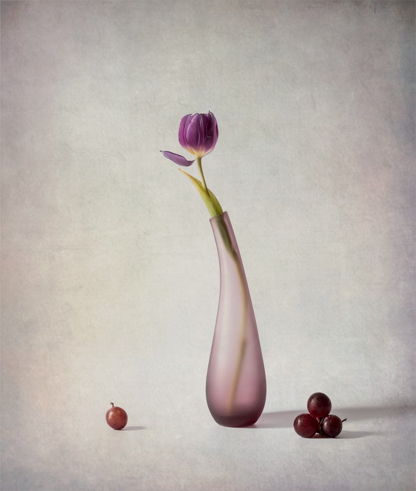 Lila tulipános csendélet alkotó: May G