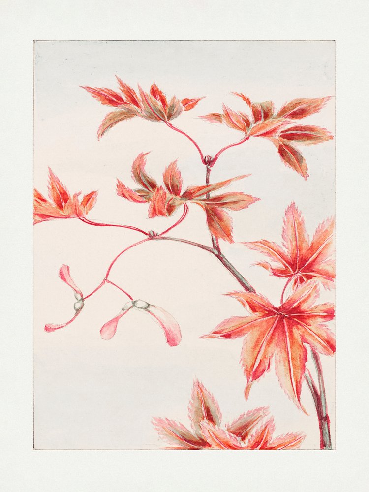 Momiji juharfa ág levelekkel és magokkal, 1870–1880 között alkotó: Megata Morikaga