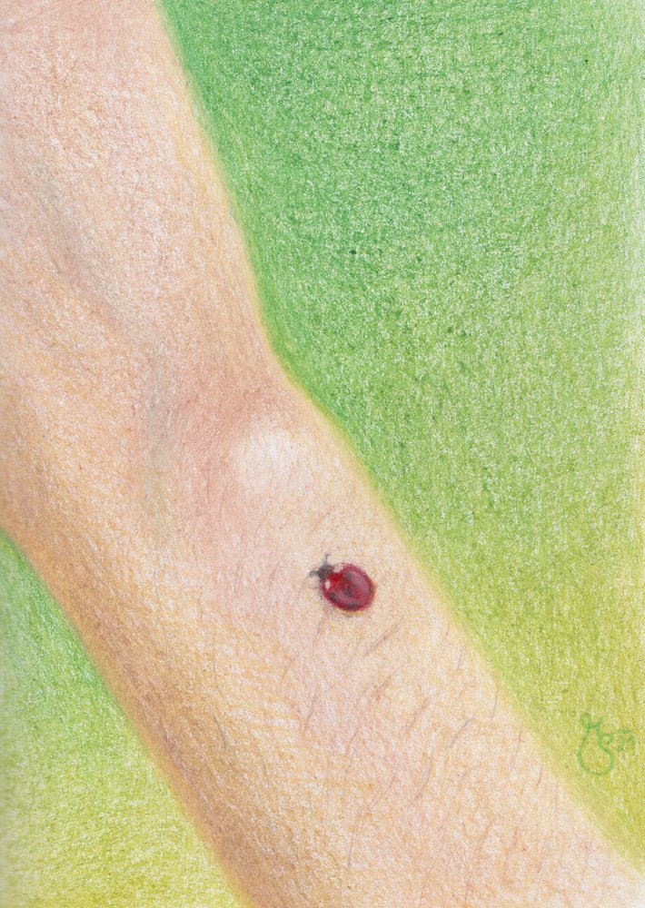  alkotó: Mirjam Schrei