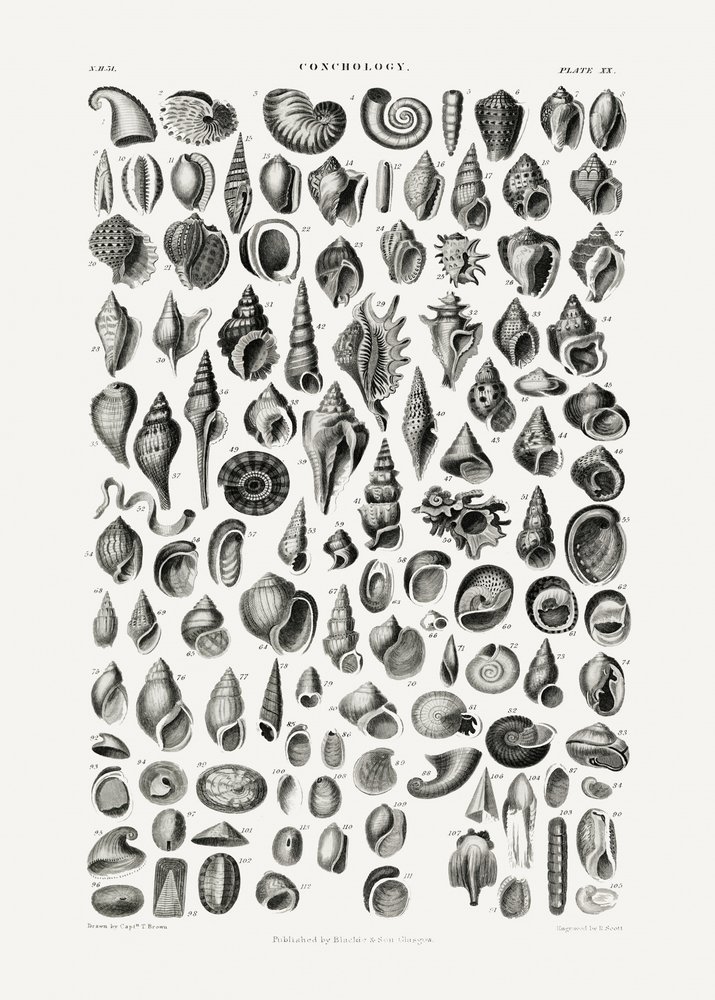 Sealife III alkotó: Oliver Goldsmith