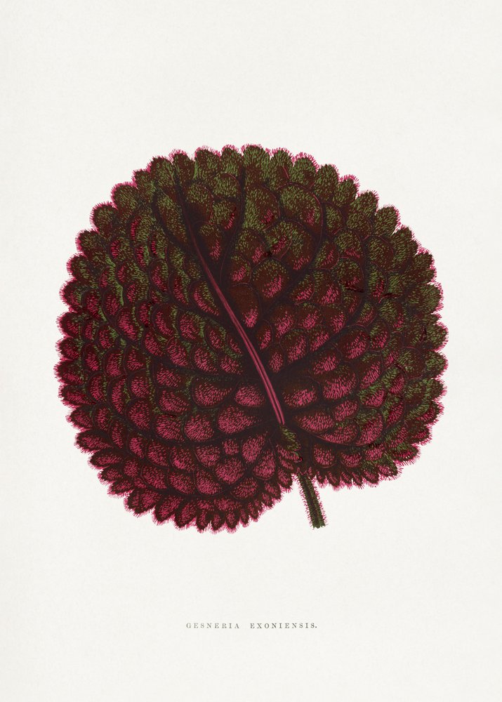  alkotó: PictufyLes Plantes a Feuillage Colore