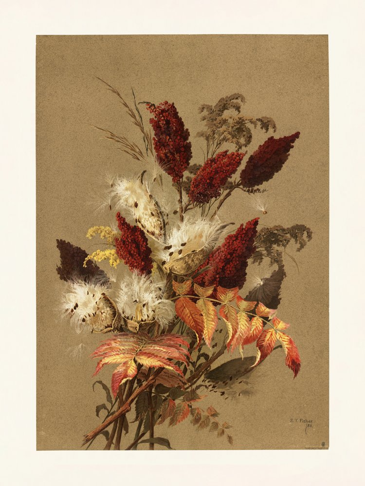 Sumac és tejfű – Ellen Thayer Fisher alkotó: Pictufy