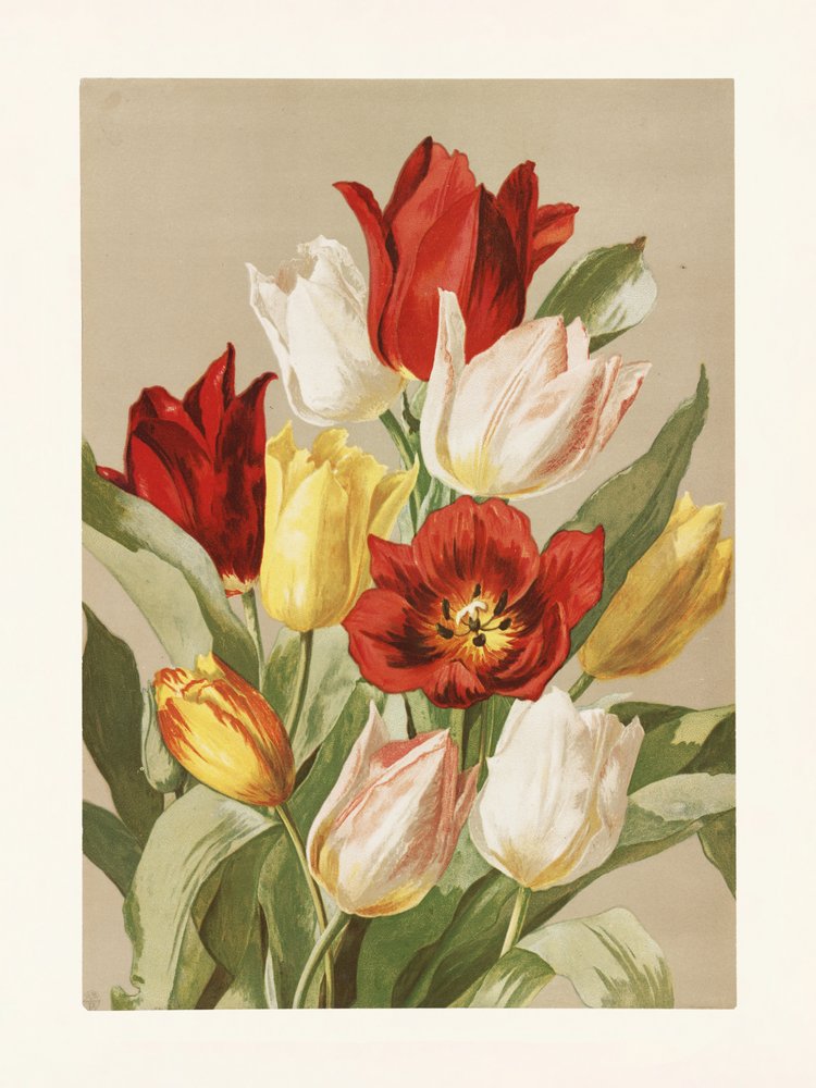 Tulipánok – Ellen Thayer Fisher alkotó: Pictufy