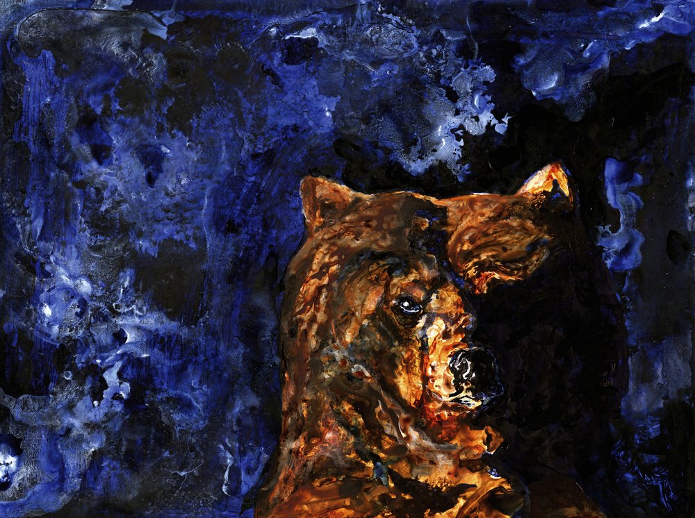 A grizzly erőteljes tekintete alkotó: RodMacIver