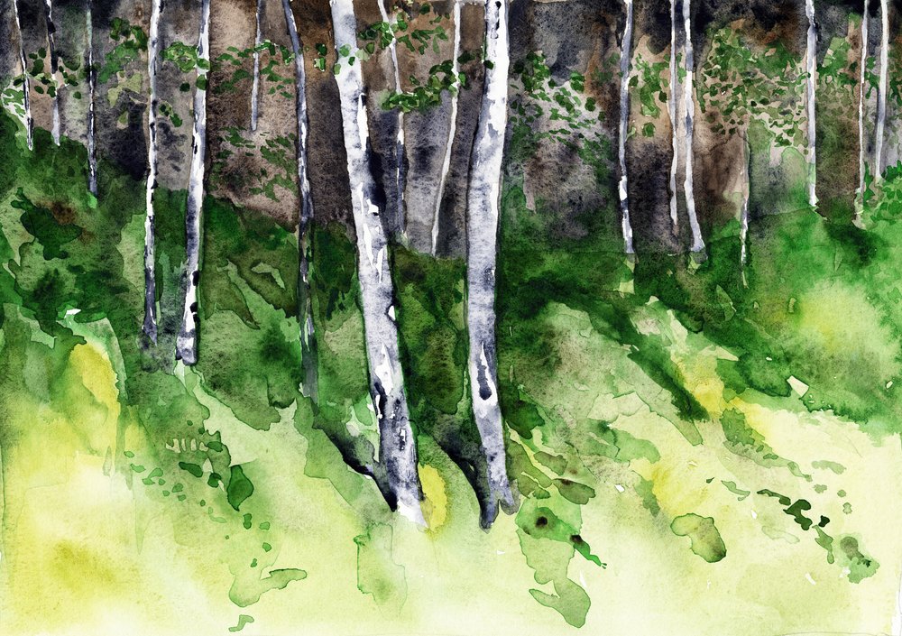 Napfényes nyírfaerdő alkotó: RodMacIver