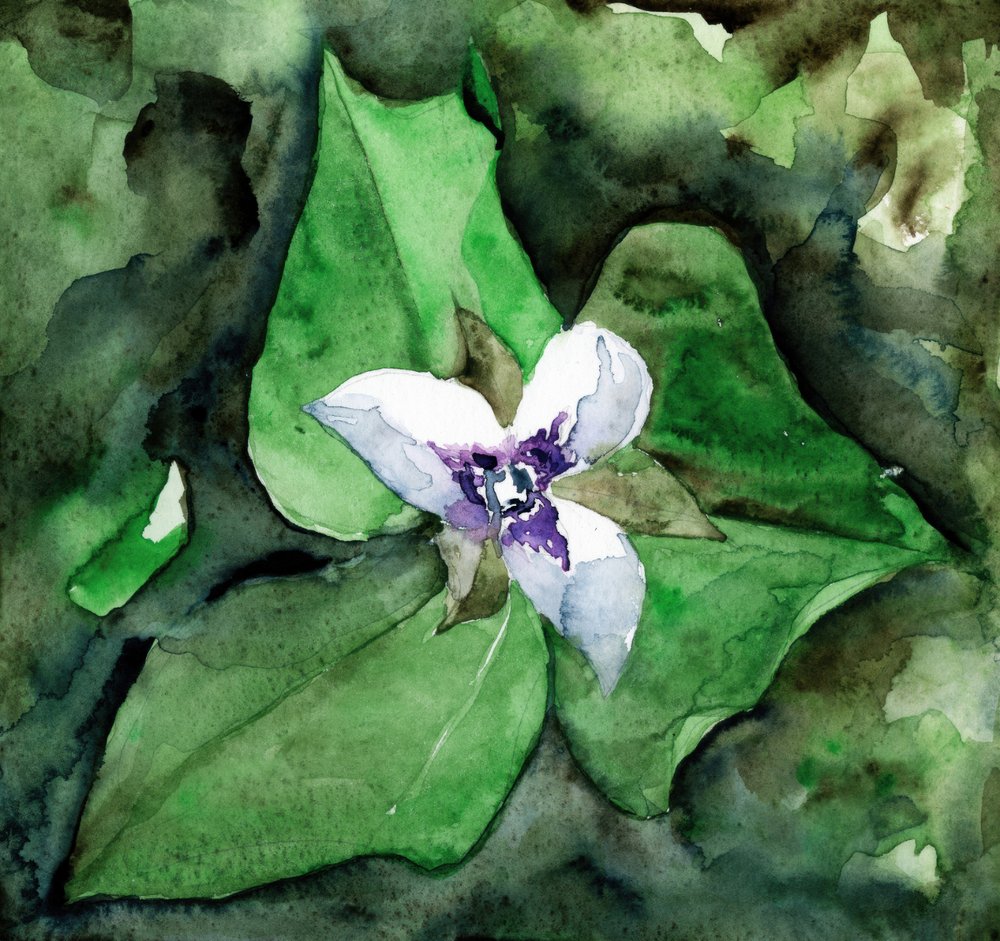 Virágzó fehér trillium alkotó: RodMacIver