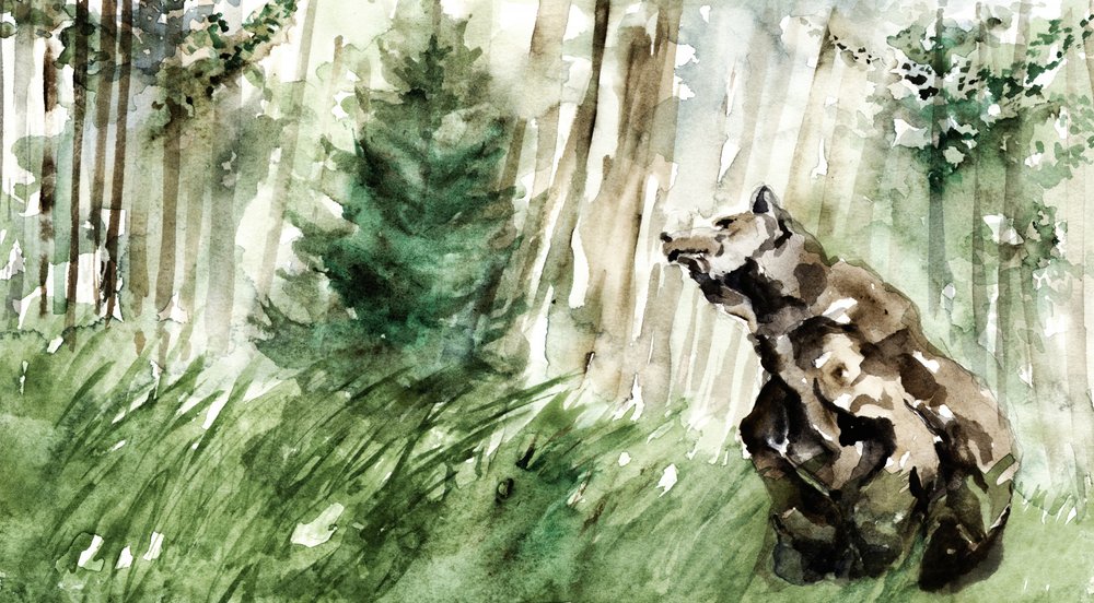 Vadon élő erdei medve alkotó: RodMacIver