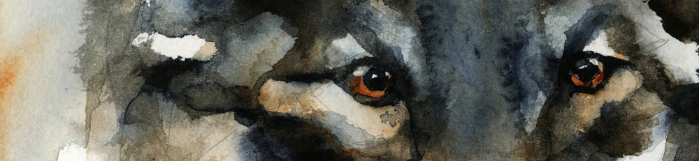 A vad farkas szemei alkotó: RodMacIver