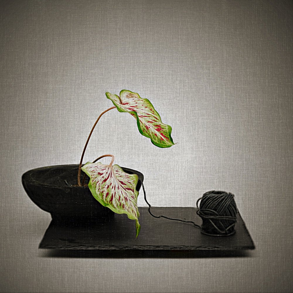 Caladium és fekete fonal alkotó: Saskia Dingemans