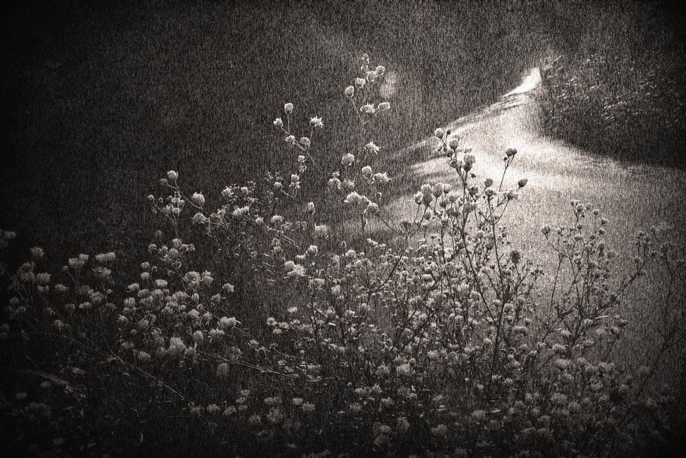  alkotó: Sheila Bernard