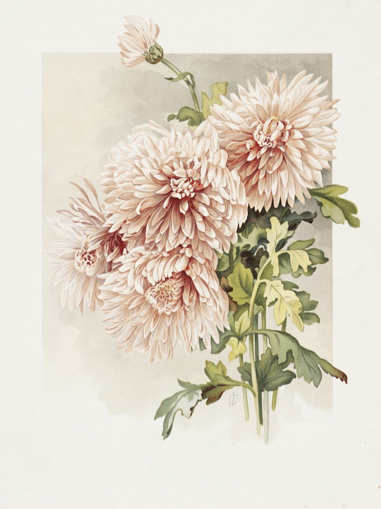 Krizantémok alkotó: Sidney Thomas Callowhill