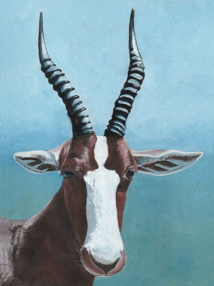 Afrikai blesbok tekintete alkotó: Viccy Wanliss