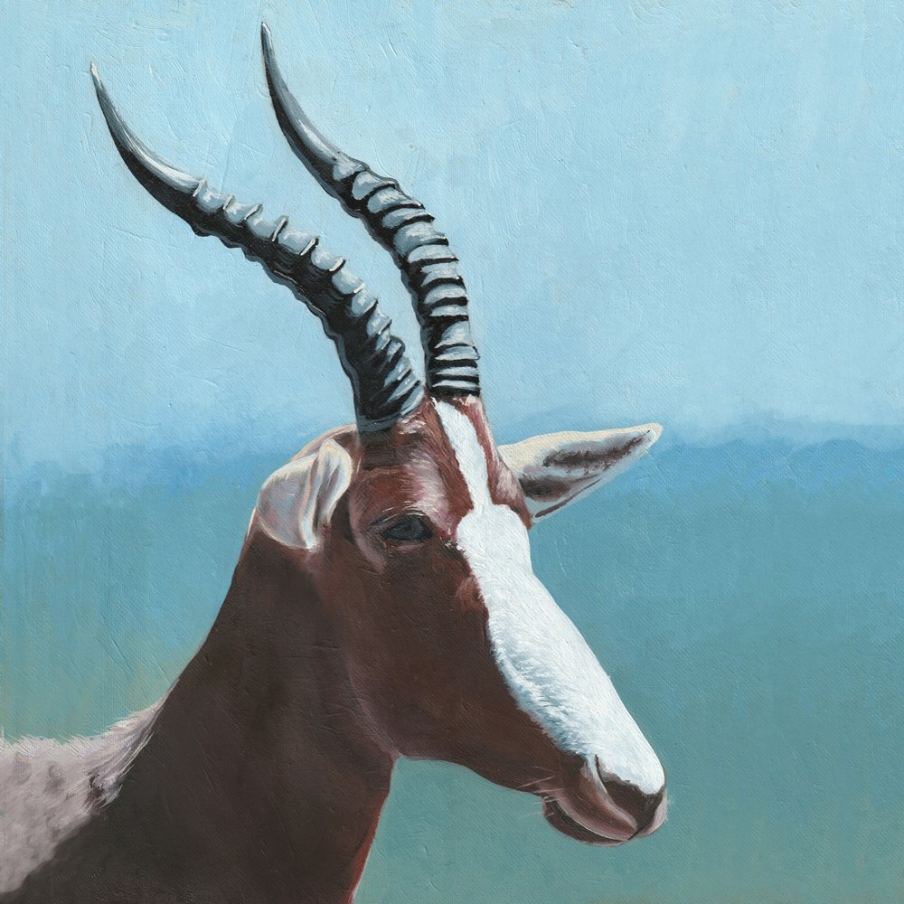 Afrikai blesbok portré alkotó: Viccy Wanliss