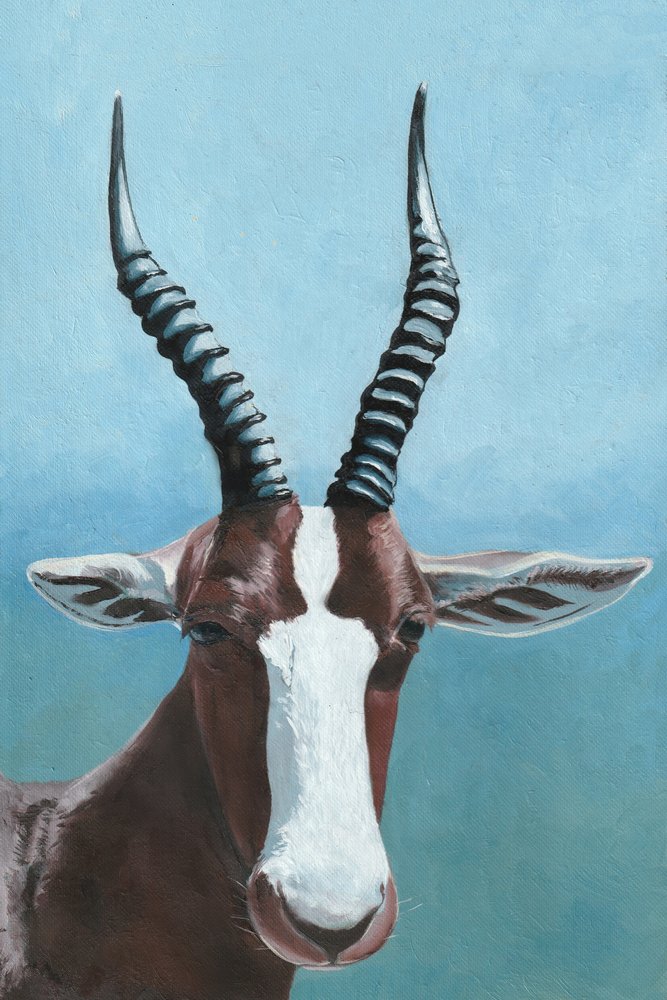 A blesbok antilop tekintete alkotó: Viccy Wanliss