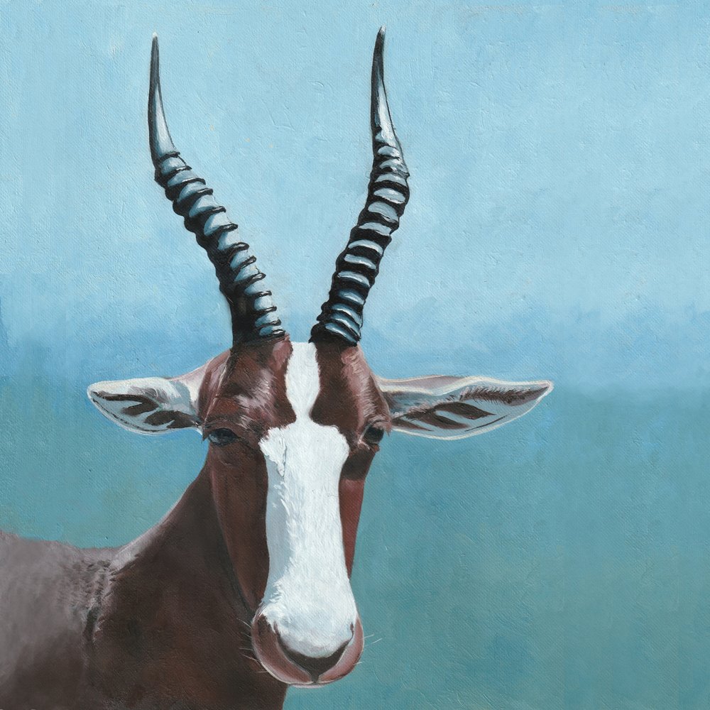 A blesbok antilop tekintete alkotó: Viccy Wanliss