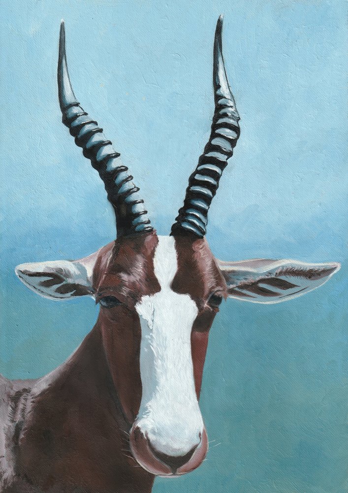 Blesbok antilop portré alkotó: Viccy Wanliss