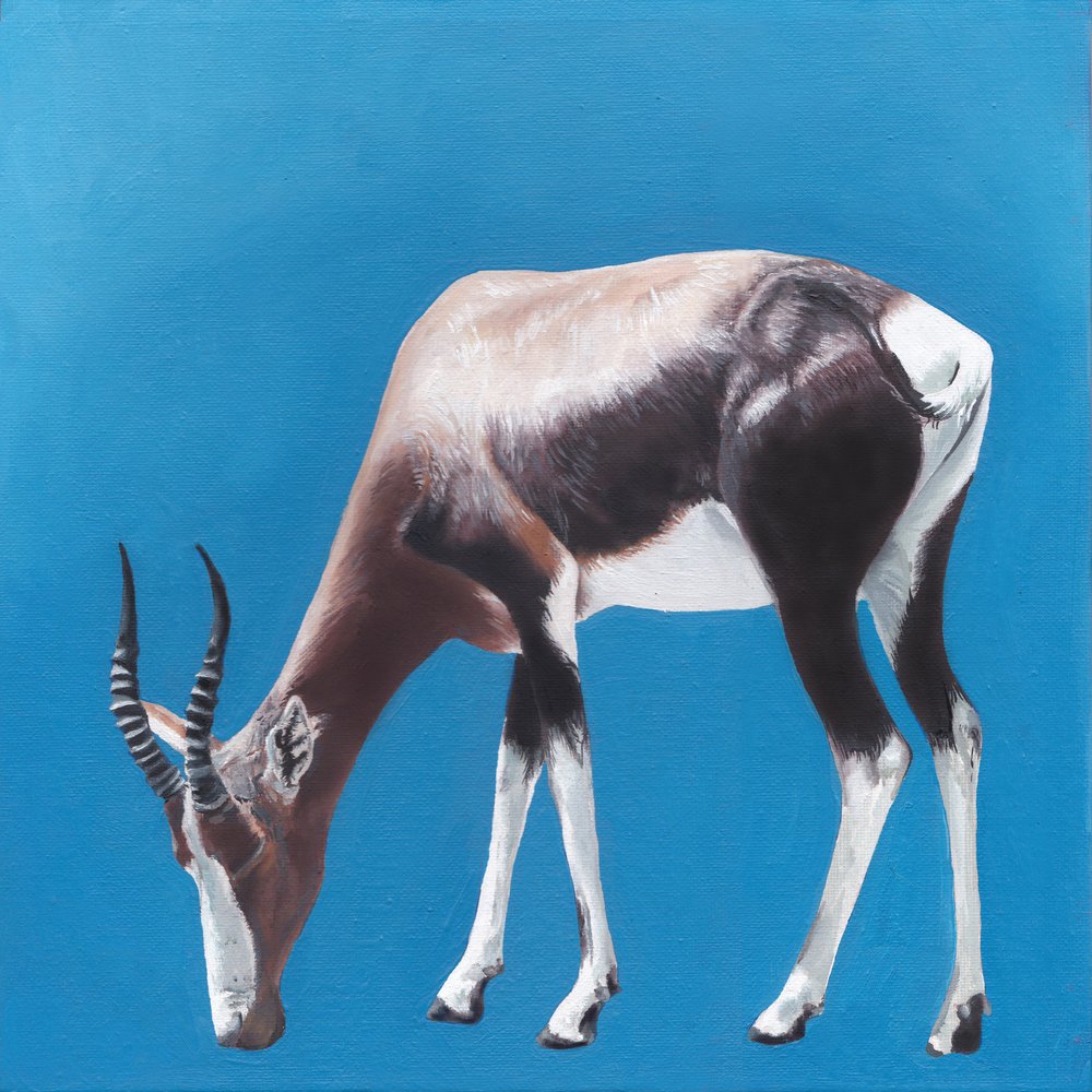 Bontebok a Blue ellen alkotó: Viccy Wanliss