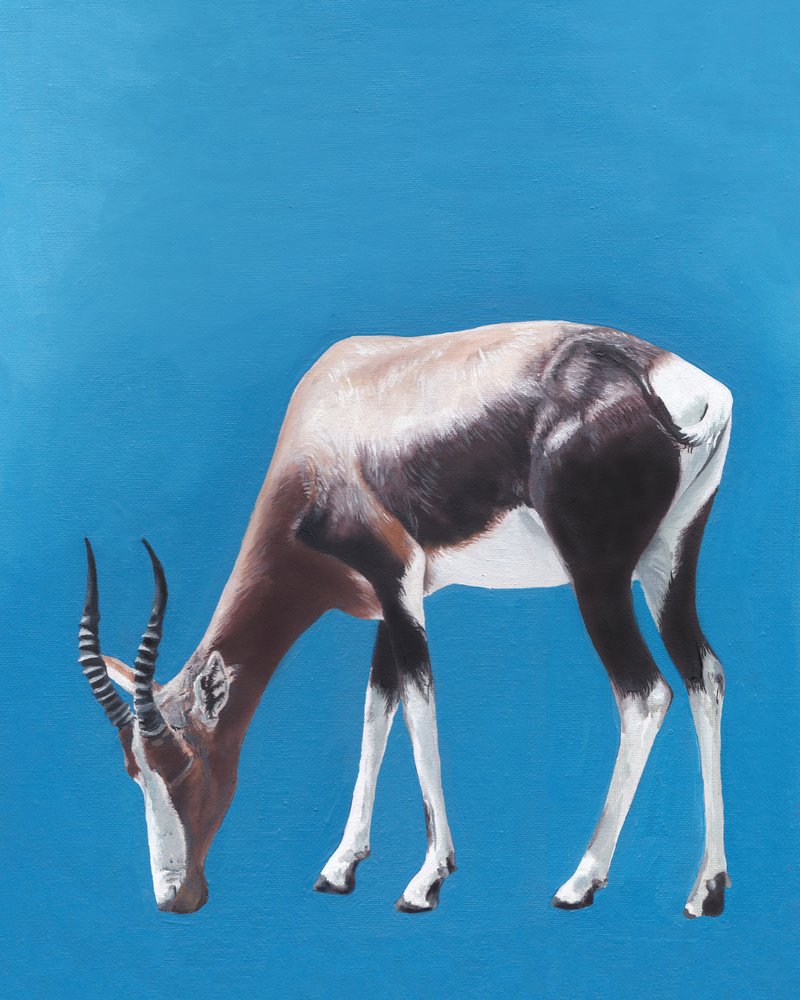 Legelésző bontebok antilop alkotó: Viccy Wanliss