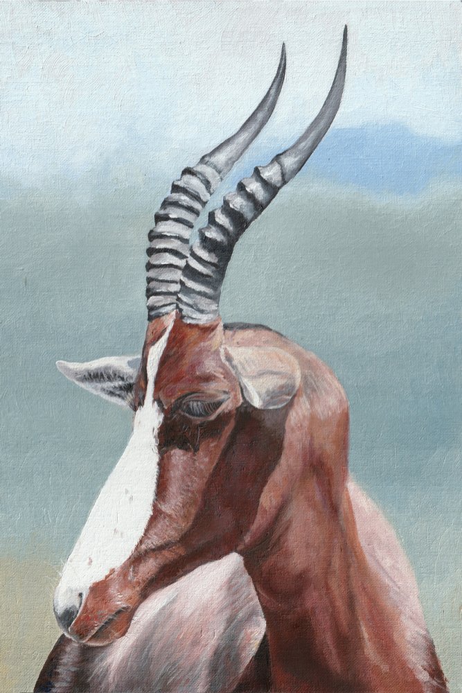A fenséges blesbok antilop alkotó: Viccy Wanliss