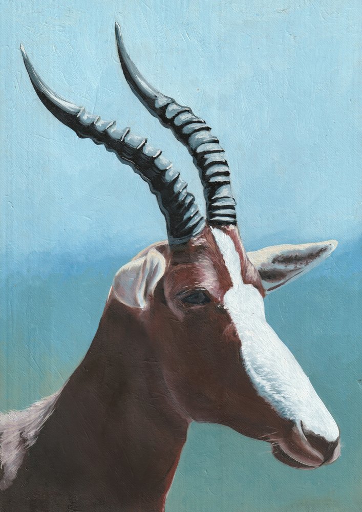 A fenséges blesbok portréja alkotó: Viccy Wanliss