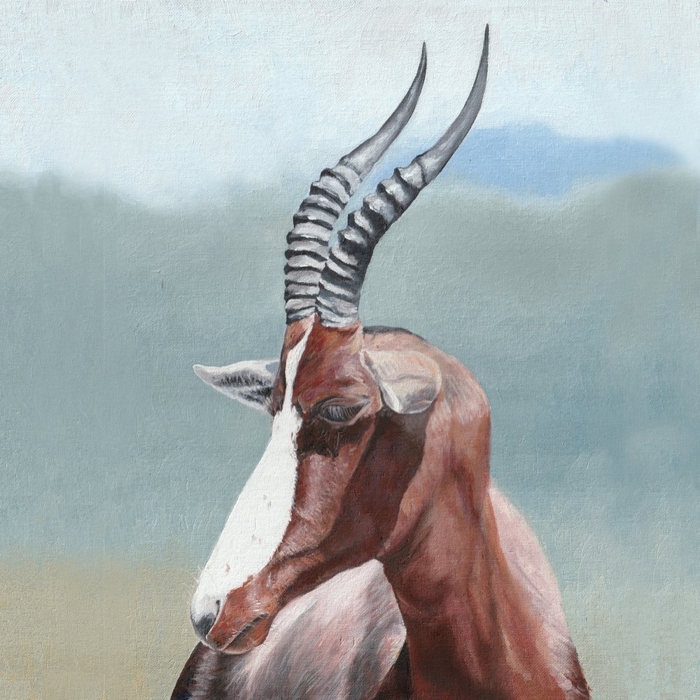 A fenséges blesbok portréja alkotó: Viccy Wanliss