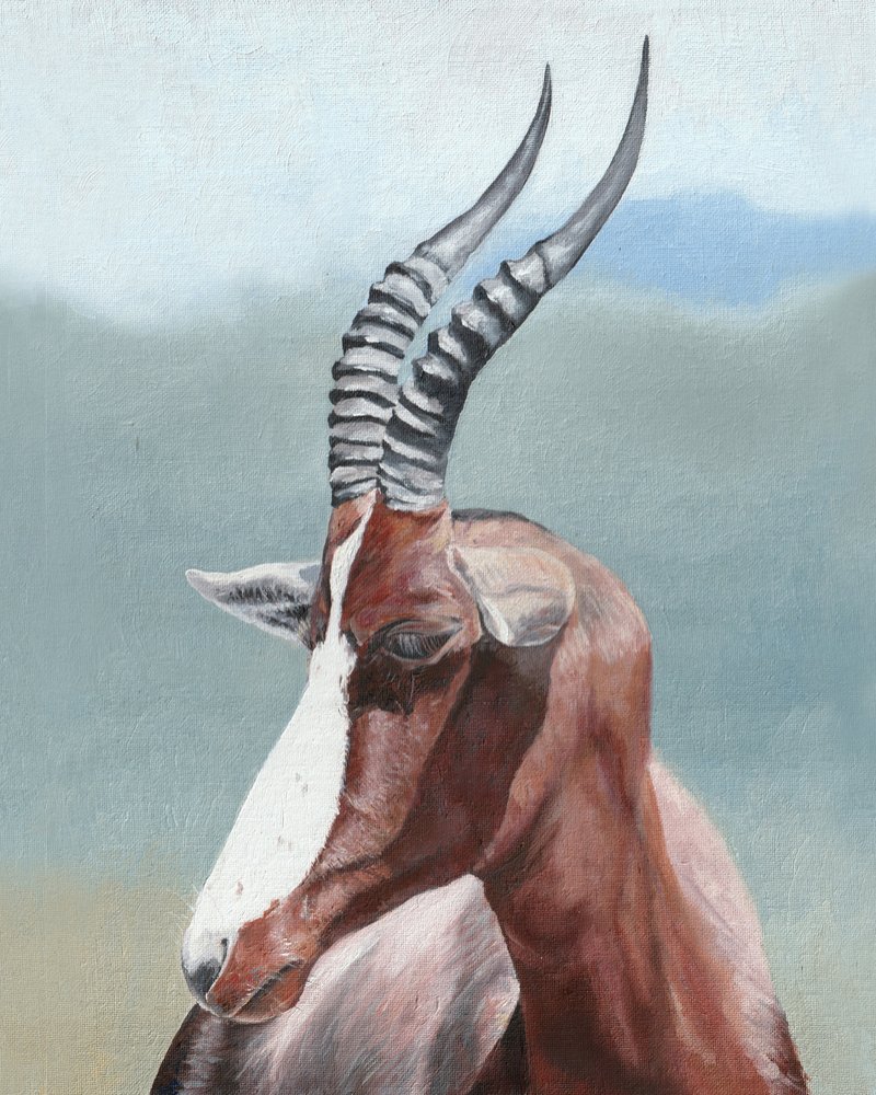 A fenséges blesbok bemutatása alkotó: Viccy Wanliss