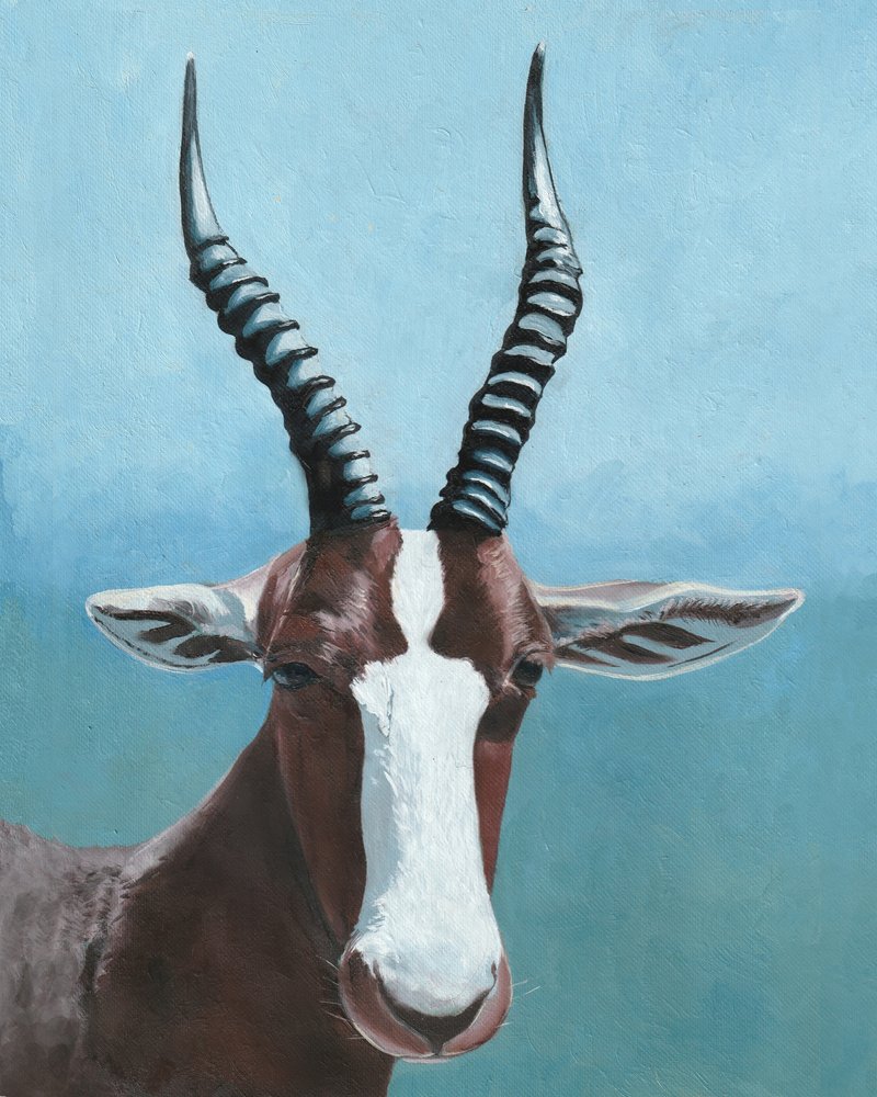 Festett blesbok tekintete alkotó: Viccy Wanliss